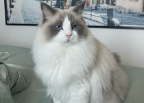 KCH. W-Martin Chiffondelux